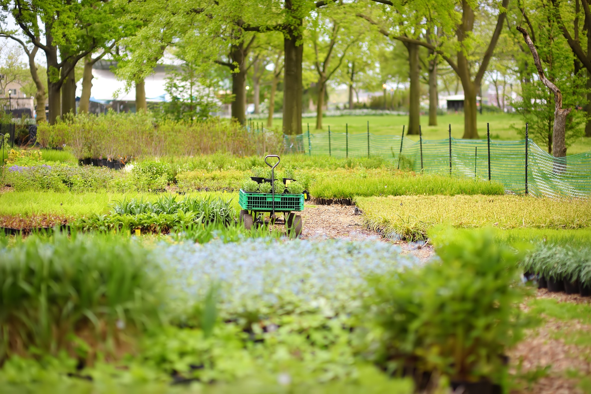 Community kitchen garden. Flower pots with plants in vegetable community garden